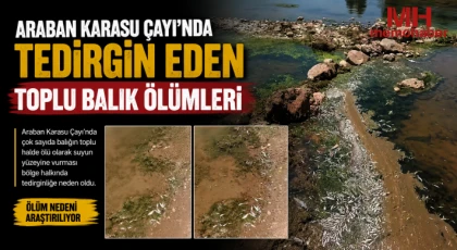 Araban Karasu Çayı'nda tedirgin eden toplu balık ölümleri