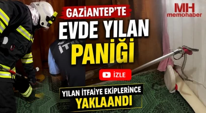 Gaziantep'te evde yılan paniği