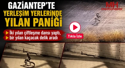Gaziantep'te yerleşim yerlerinde yılan paniği