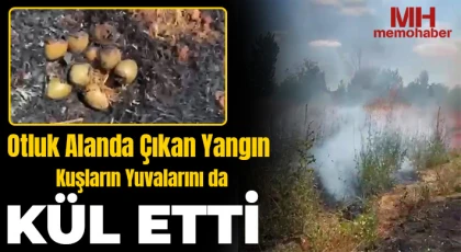 Otluk alanda çıkan yangın kuş yuvalarına zarar verdi