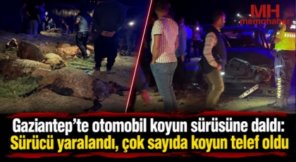Gaziantep'te otomobil koyun sürüsüne daldı