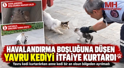 Havalandırma boşluğuna düşen yavru kediyi itfaiye kurtardı