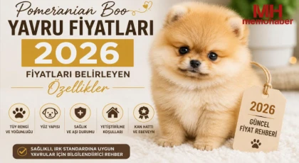 Pomeranian Boo Yavru Fiyatları 2026: Fiyatları Belirleyen Özellikler
