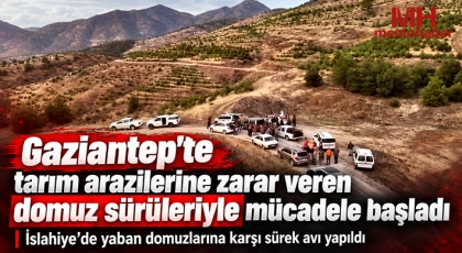 Gaziantep'te tarım arazilerine zarar veren domuz sürüleriyle mücadele başladı
