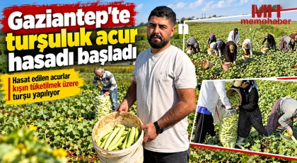 Gaziantep'te turşuluk acur hasadı başladı