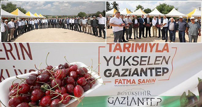 2'nci kiraz hasat şenliği düzenlendi