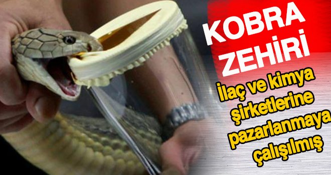 30 milyon liralık 'kobra zehiri' operasyonu!..