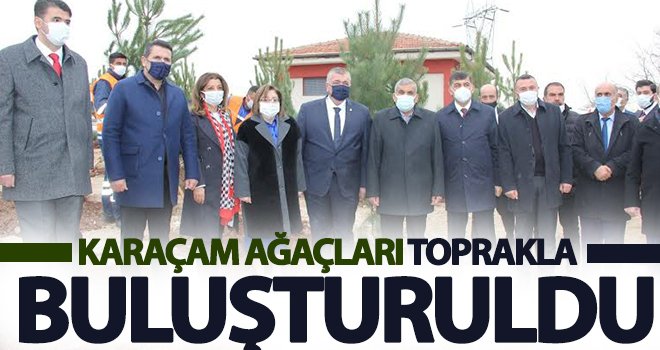 330 yetişkin kara çam ağacı toprakla buluşturuldu