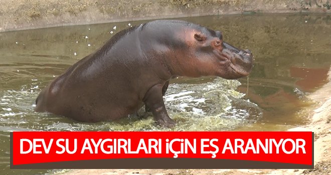 4.5 tonluk 3 dev su aygırı için eş aranıyor