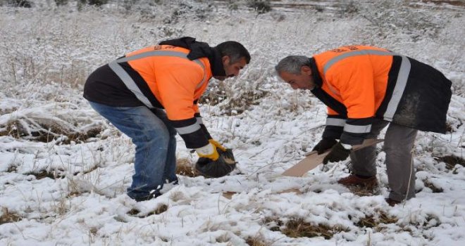 Aç Kalan Sokak Hayvanlarının İmdadına Belediye Yetişti