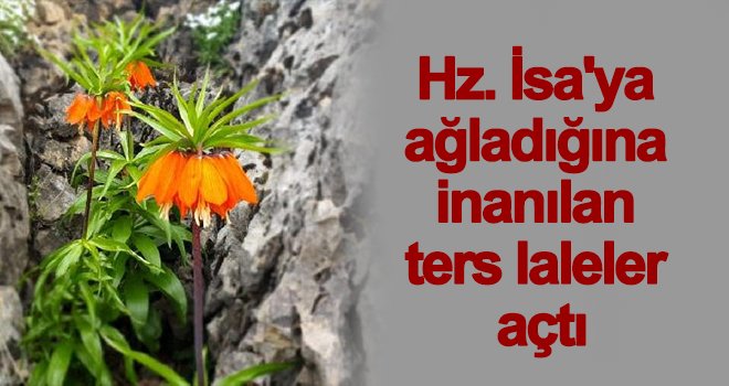 'Ağlayan gelin' olarak bilinen ters laleler açtı