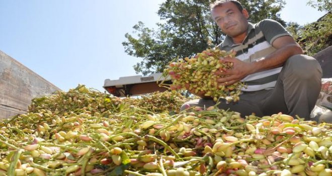 Antep fıstığı, Aydın'da bir mahallenin geçim kaynağı oldu