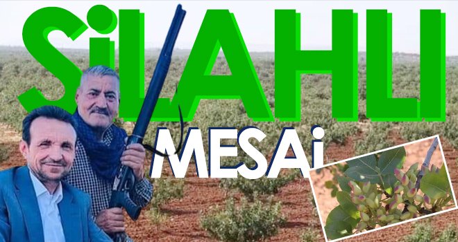 Antep fıstığı için silahlı mesai