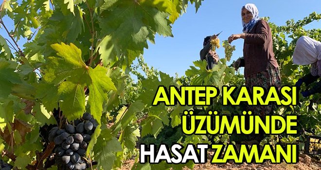 Antep karası üzümünde hasat zamanı