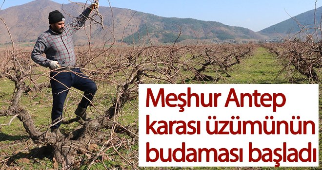 Antep karası üzümünün budaması başladı