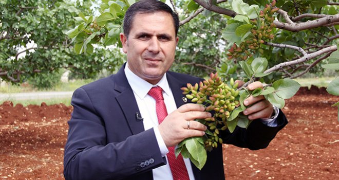 ANTEPFISTIĞI ALTIN ÇAĞINI YAŞIYOR