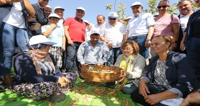 Antepfıstığı Festivali tarlada hasat ile başladı