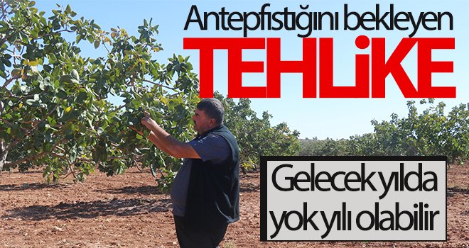 Antepfıstığında gelecek yılda yok yılı olabilir