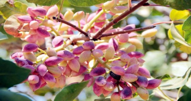 Antepfıstığı'nda hedef; Amerika'nın önüne geçmek