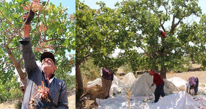 Antep'ten fıstık toplamak için Manisa'ya geliyorlar