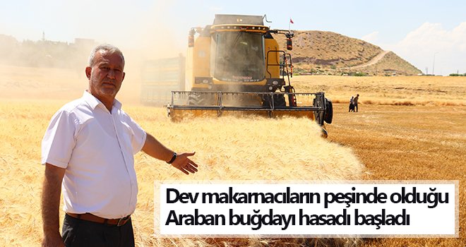 Araban Ovası’nda yetişen makarnalık sert buğday hasadı başladı