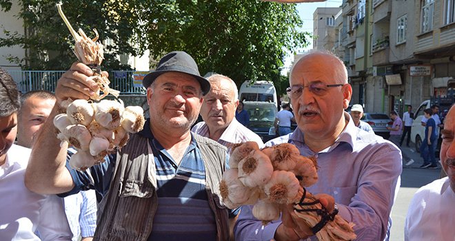 Araban sarımsağının ünü sınırları aştı