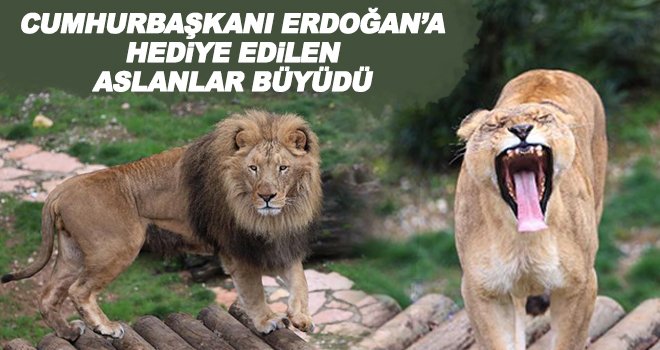 Aslanlar ziyaretçiler tarafından yoğun ilgi görüyor