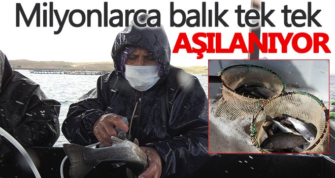 Balıklar tek tek aşılanıyor