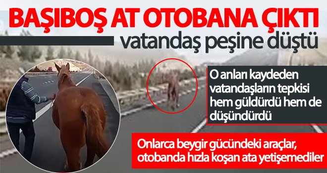 Başıboş at otobanda hipodromdaymış gibi koştu