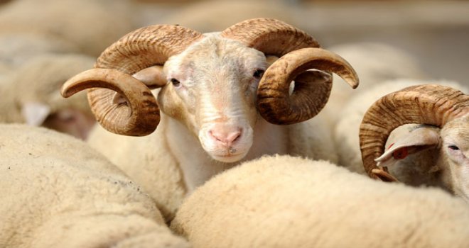 KURBAN HIRSIZLARINA DİKKAT!