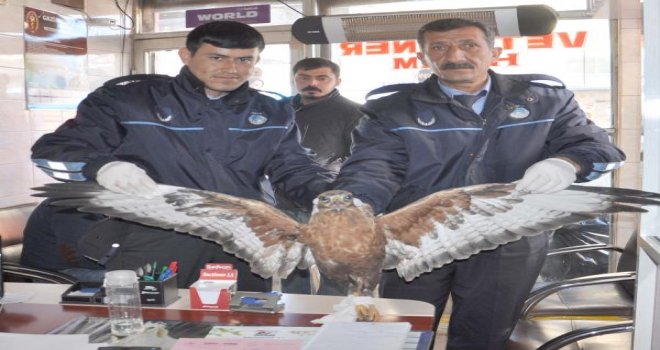 Belediye Başkanının Yaralı Bulduğu Şahin Tedavi Edildi