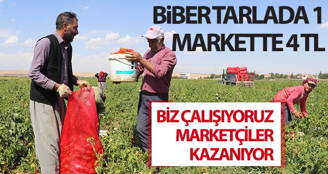 Biber tarlada 1, markette 4 TL