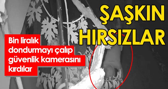 Bin liralık dondurmayı çalıp güvenlik kamerasını kırdılar