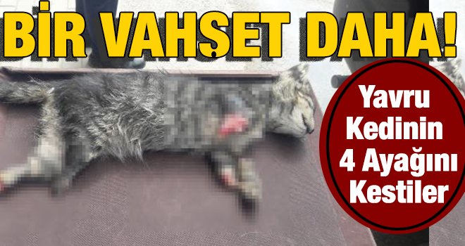 Feci haber! 4 ayağı kesilmiş yavru kedi ölüsü bulundu