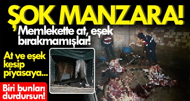 Biri bunları durdursun! Memlekette at, eşek bırakmamışlar! 