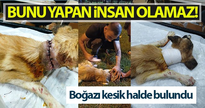 Boğazı kesik halde bulunan köpeği vatandaşlar kurtardı