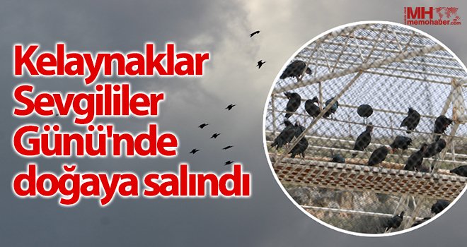 Bolluk ve bereketin sembolü kelaynaklar doğaya salındı