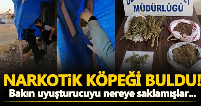 Brandaya gizlenen esrar maddesini narkotik köpeği buldu