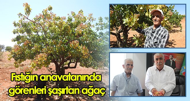 Bu fıstık ağacı mahsulü bir ay erken veriyor