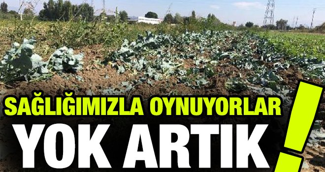 Bu kadarına da pes! Sebze tarlasını görenler şoke oldu