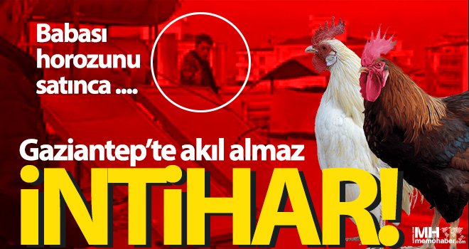 Bunu da gördük! Babası horozunu satınca intihar etmek istedi