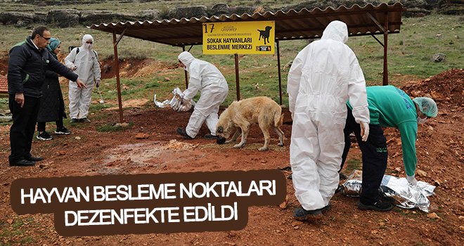 Büyükşehir, sokak hayvanlarını unutmadı!