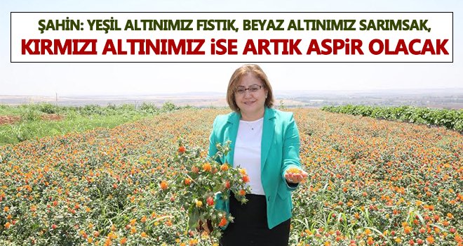 Büyükşehir’den aspir üretimi için önemli adım