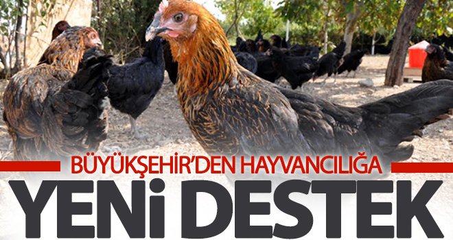 Büyükşehir’den hayvancılığa yeni destek...