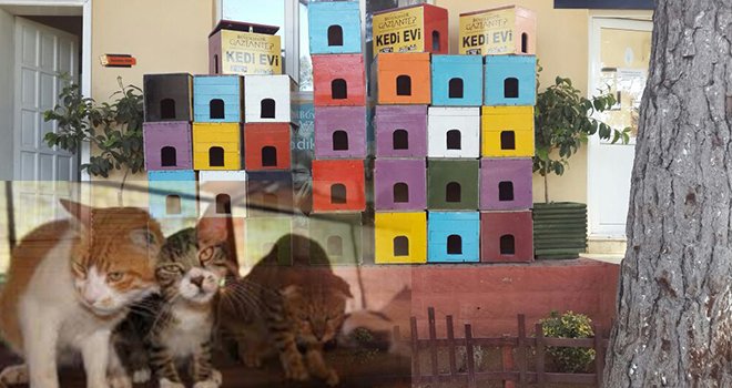 Büyükşehirden ücretsiz kedi barınağı