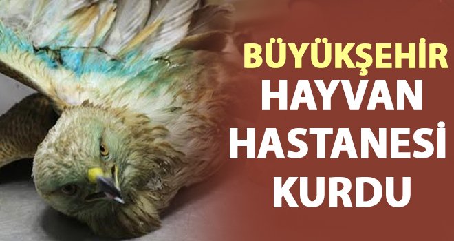 Büyükşehir'den yaralı ve hasta hayvanlara anında müdahale
