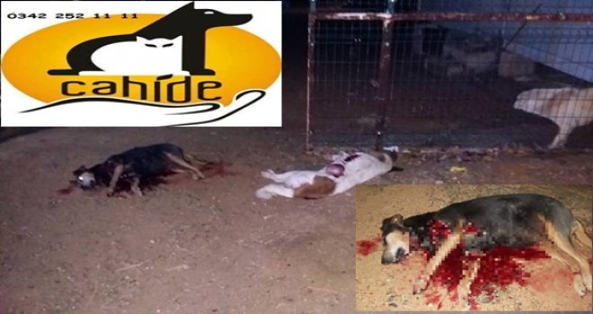 CAHİDE: Saldırı Derneğimize Gözdağı İçin Yapıldı