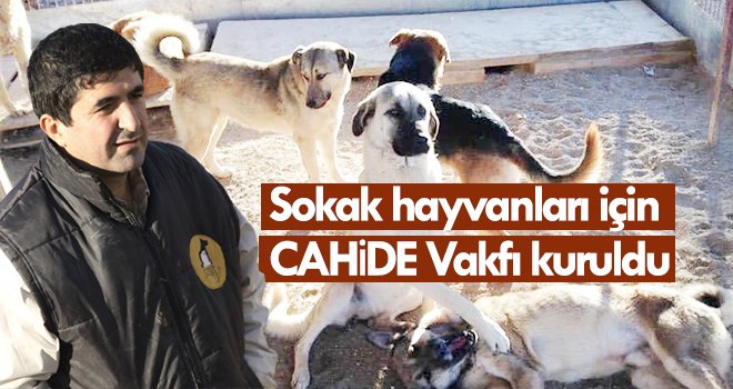 CAHİDE Vakfı Sokak hayvanlarının kimsesi olacak
