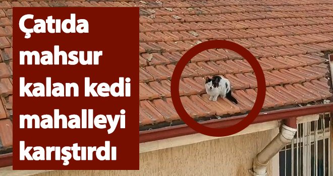 Çatıda mahsur kalan kedi mahalleyi karıştırdı