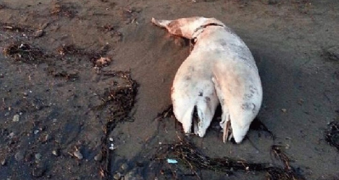 Çift Başlı Yunus Görenleri Şaşırttı